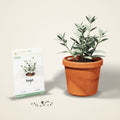 Sage Seeds – Common Sage