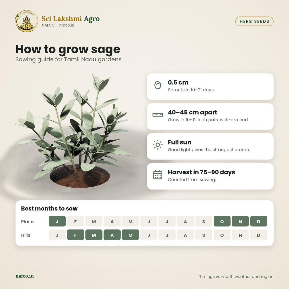 Sage Seeds – Common Sage – sowing guide