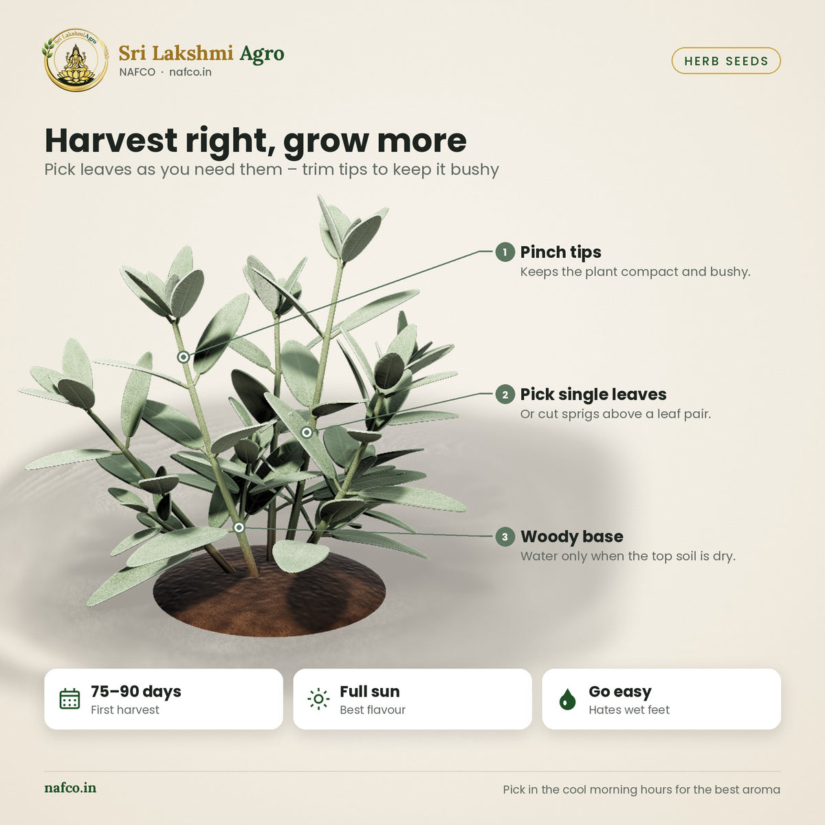 Sage Seeds – Common Sage – harvest guide