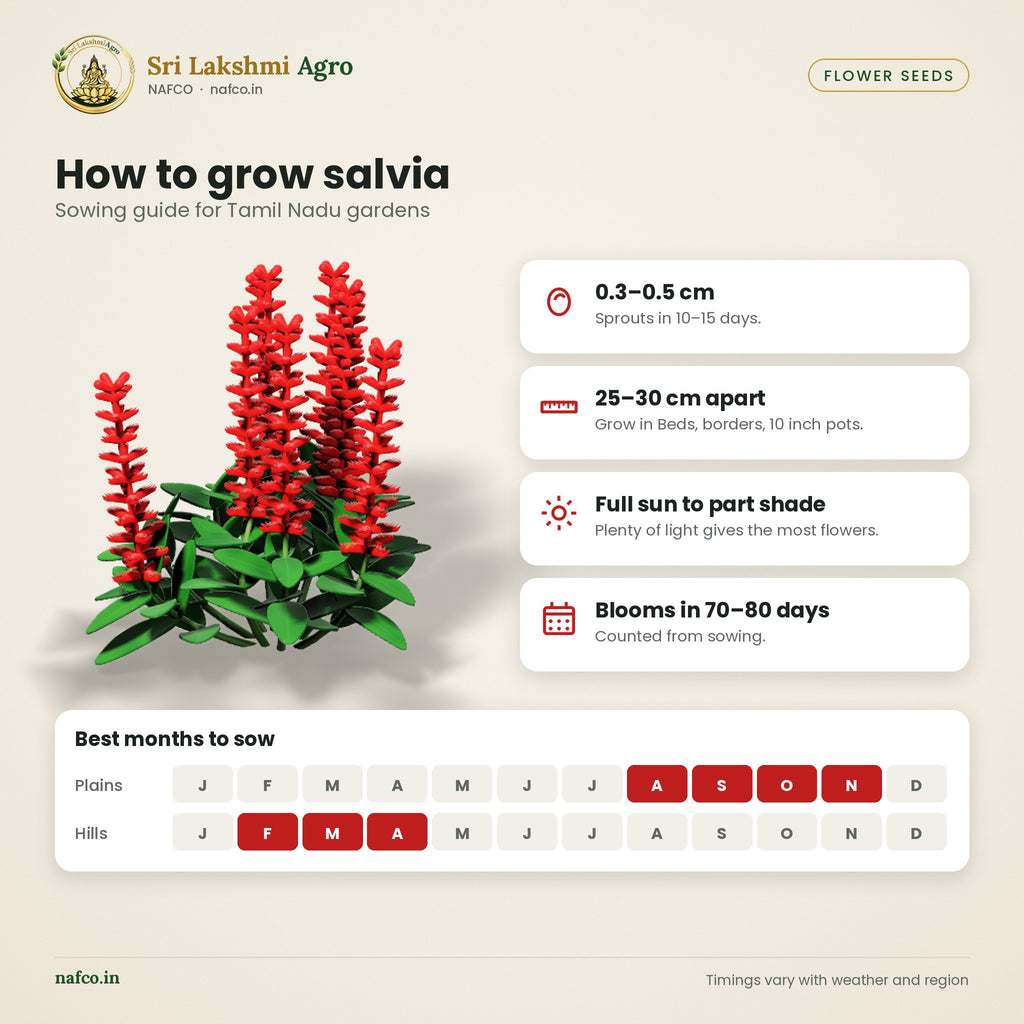 Salvia Seeds – Scarlet Red – sowing guide