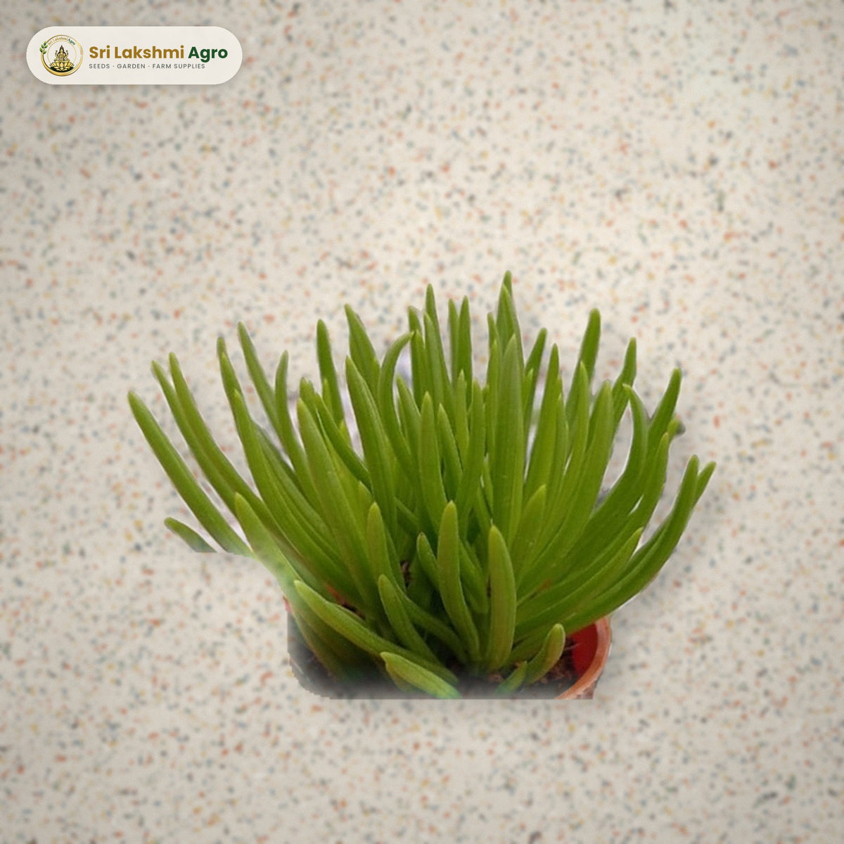 Senecio barbertonicus (Succulent Bush Senecio) (Mini): real plant styled on a terrazzo floor