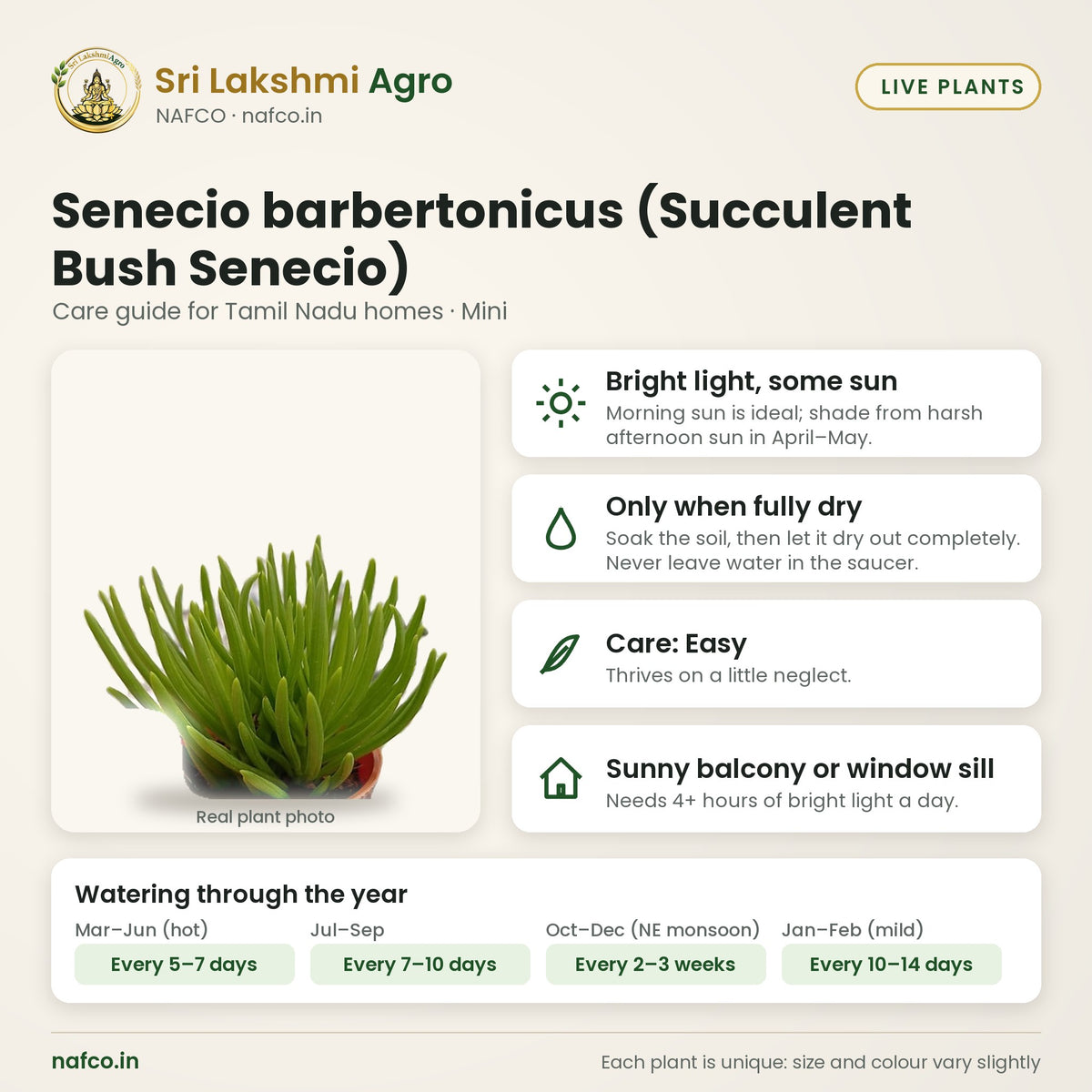 Senecio barbertonicus (Succulent Bush Senecio) care guide: bright light, some sun; water only when fully dry; care easy; best spot sunny balcony or window sill