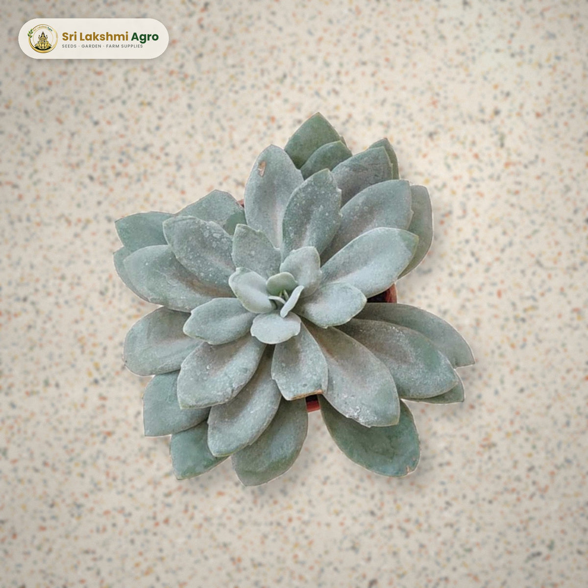 Senecio cephalophorus (Mountain Fire) (Mini): real plant styled on a terrazzo floor