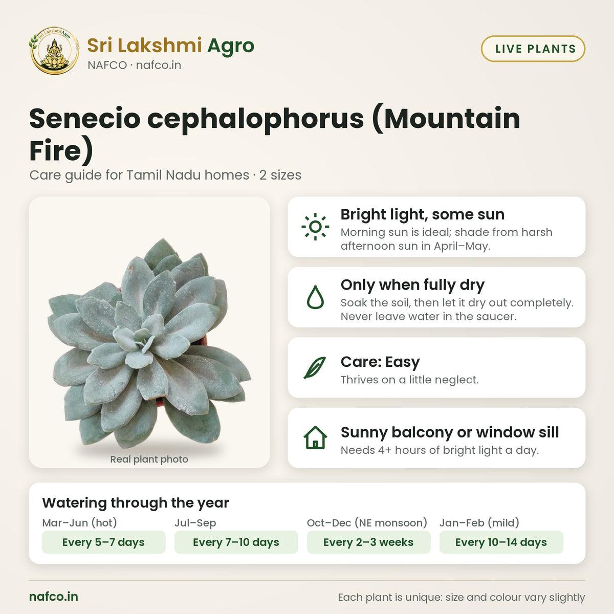 Senecio cephalophorus (Mountain Fire) care guide: bright light, some sun; water only when fully dry; care easy; best spot sunny balcony or window sill