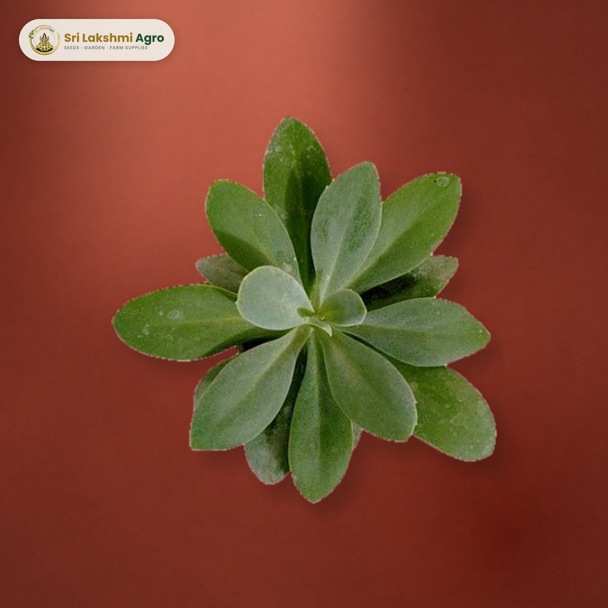Senecio cephalophorus (Mountain Fire) (7 cm pot): real plant styled on a red-oxide floor