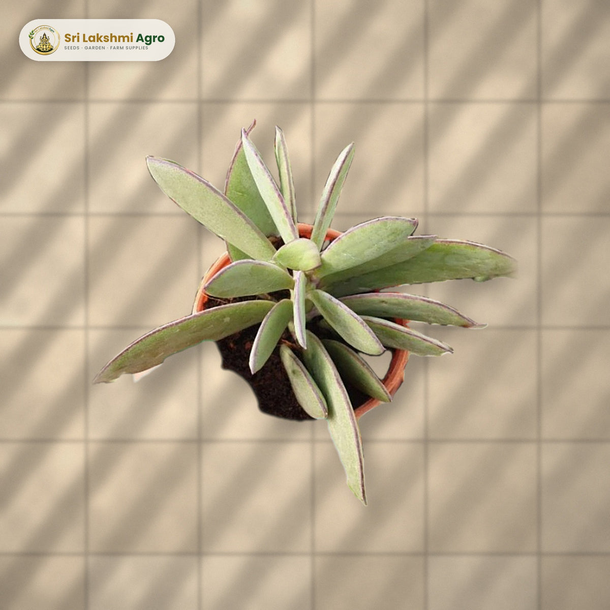 Senecio crassissimus (Vertical Leaf Senecio) (Mini): real plant styled on a sunlit balcony floor