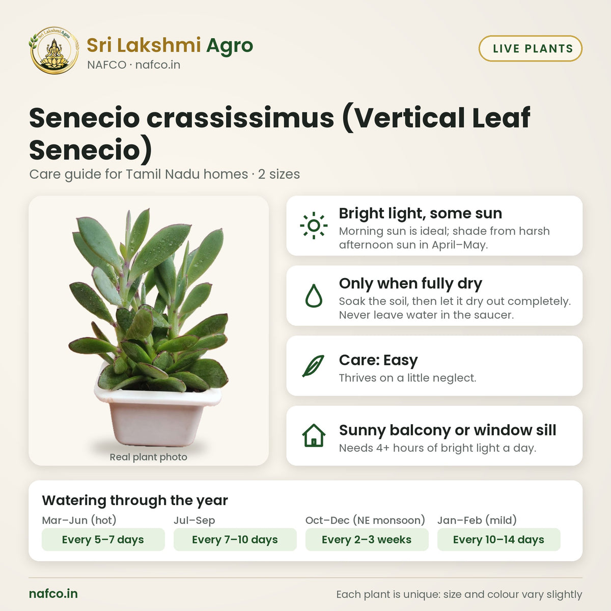 Senecio crassissimus (Vertical Leaf Senecio) care guide: bright light, some sun; water only when fully dry; care easy; best spot sunny balcony or window sill