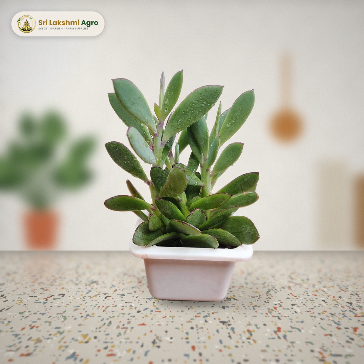 Senecio crassissimus (Vertical Leaf Senecio) (Small): real plant styled on a terrazzo kitchen counter