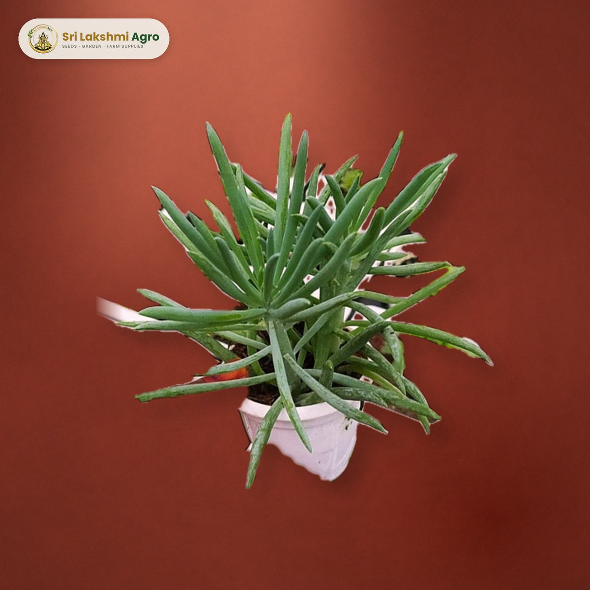 Senecio cylindricus (Narrow-leaf Chalksticks) (Mini): real plant styled on a red-oxide floor