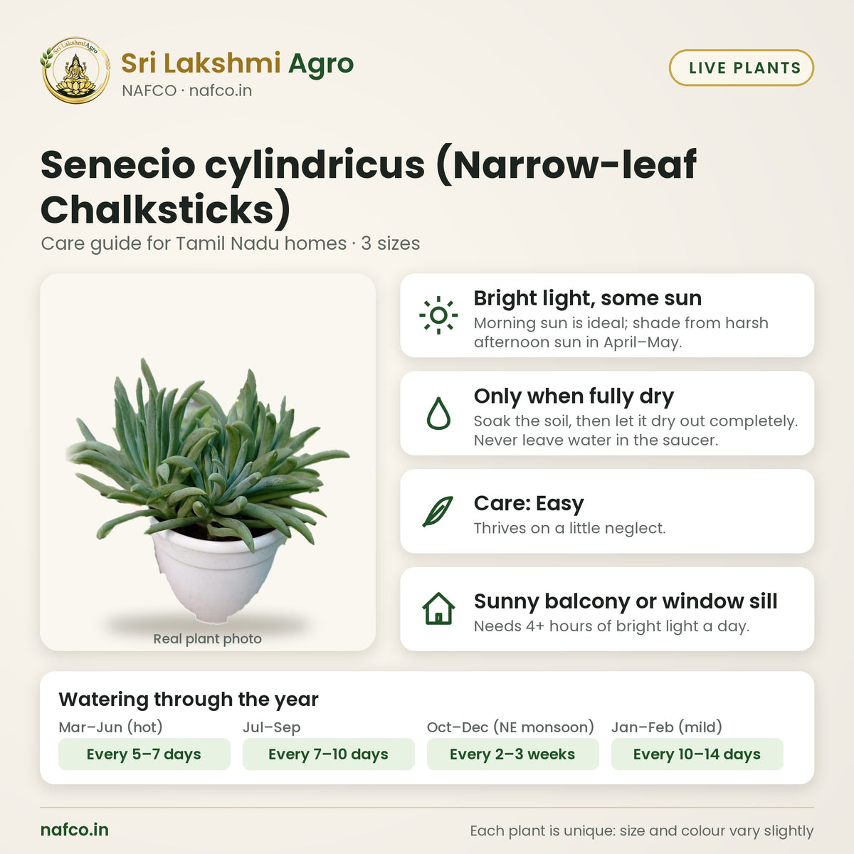 Senecio cylindricus (Narrow-leaf Chalksticks) care guide: bright light, some sun; water only when fully dry; care easy; best spot sunny balcony or window sill