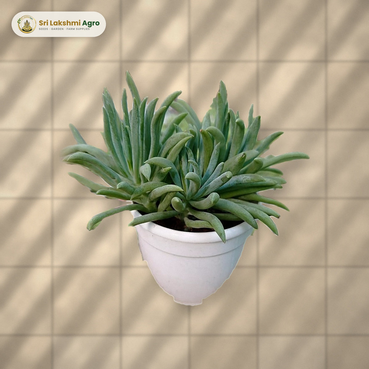 Senecio cylindricus (Narrow-leaf Chalksticks) (Small): real plant styled on a sunlit balcony floor