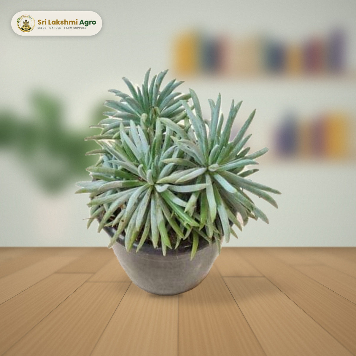 Senecio cylindricus (Narrow-leaf Chalksticks) (12 cm pot): real plant styled on a study desk