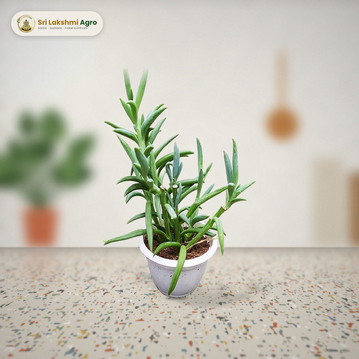 Senecio ficoides 'Mount Everest' (Mini): real plant styled on a terrazzo kitchen counter