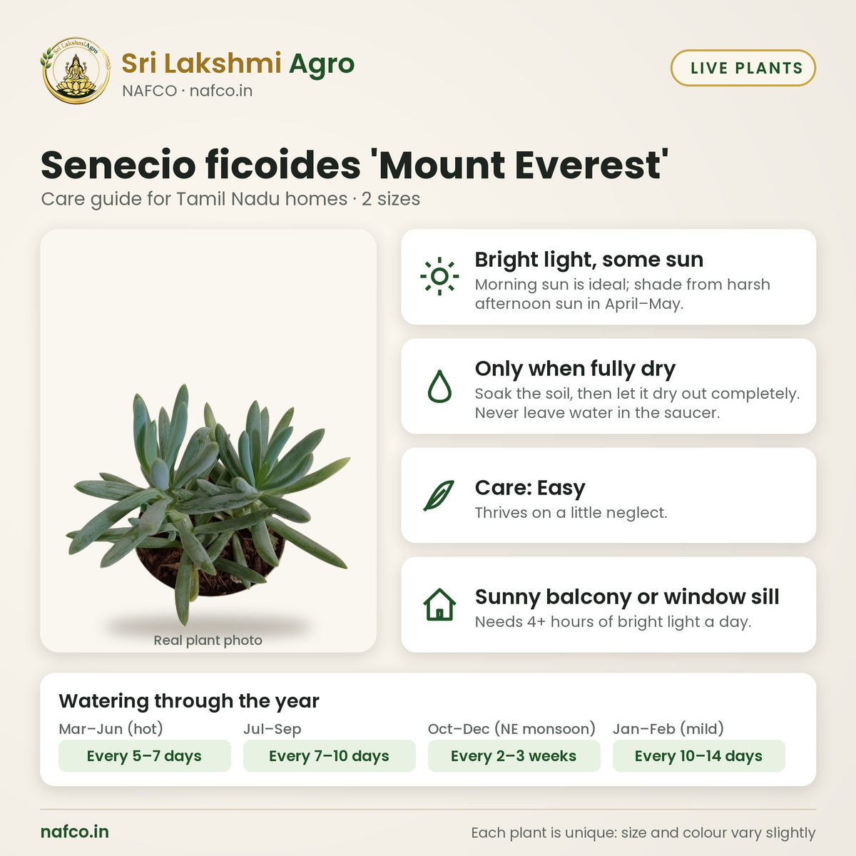 Senecio ficoides 'Mount Everest' care guide: bright light, some sun; water only when fully dry; care easy; best spot sunny balcony or window sill