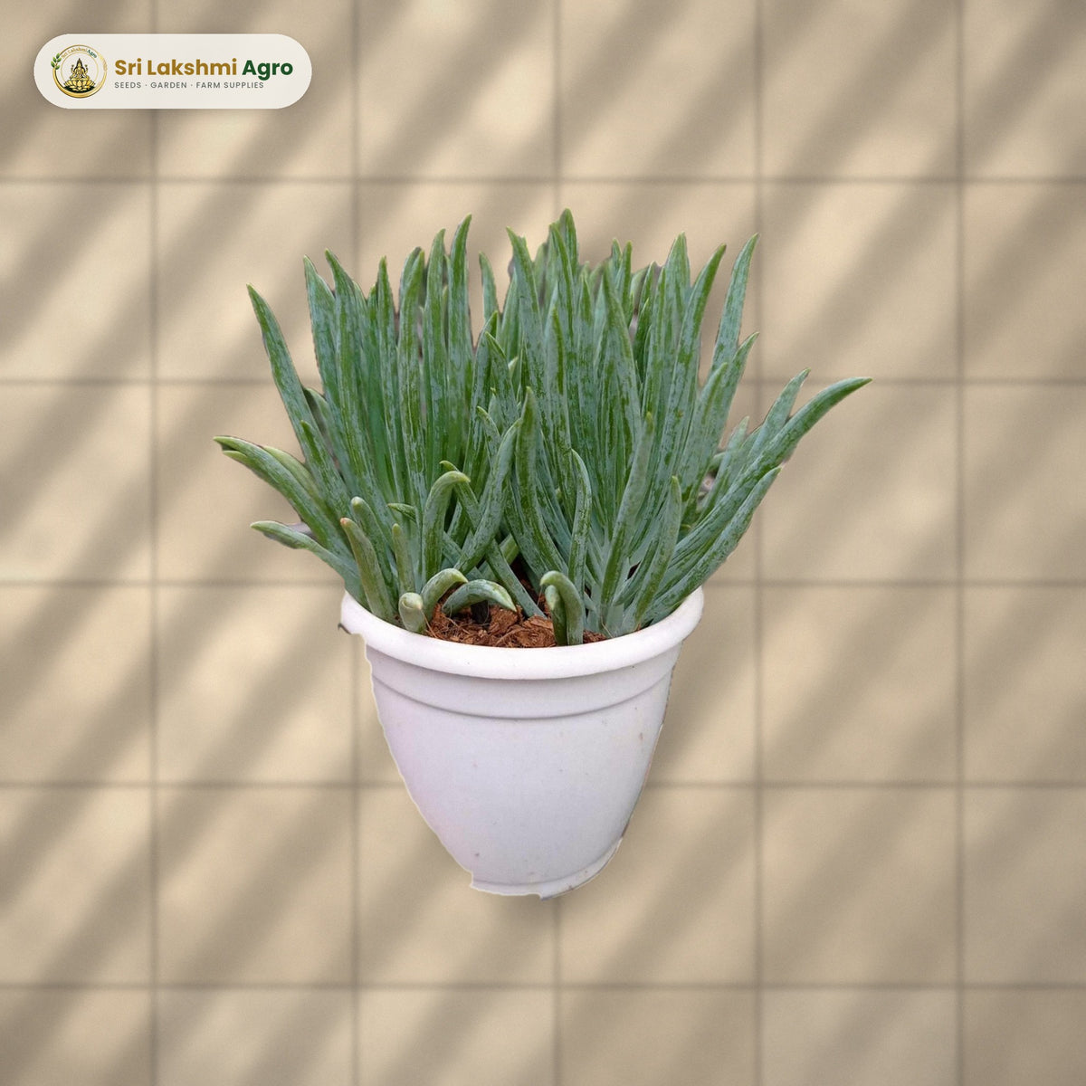 Senecio ficoides 'Mount Everest' (7 cm pot): real plant styled on a sunlit balcony floor