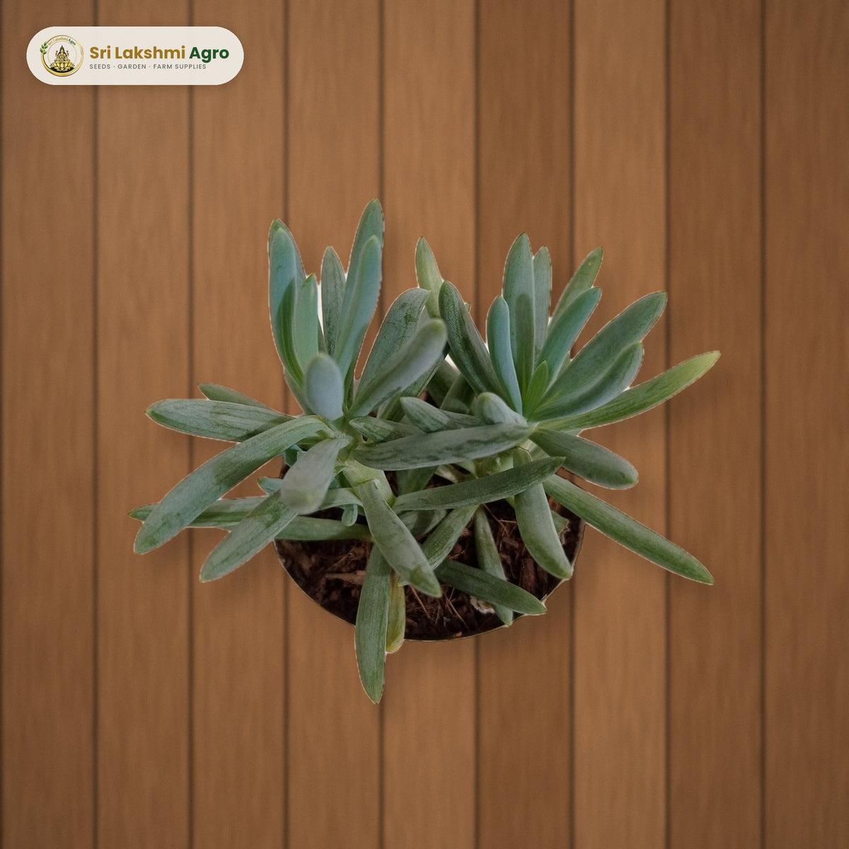 Senecio ficoides 'Mount Everest' (7 cm pot): real plant styled on a wooden deck