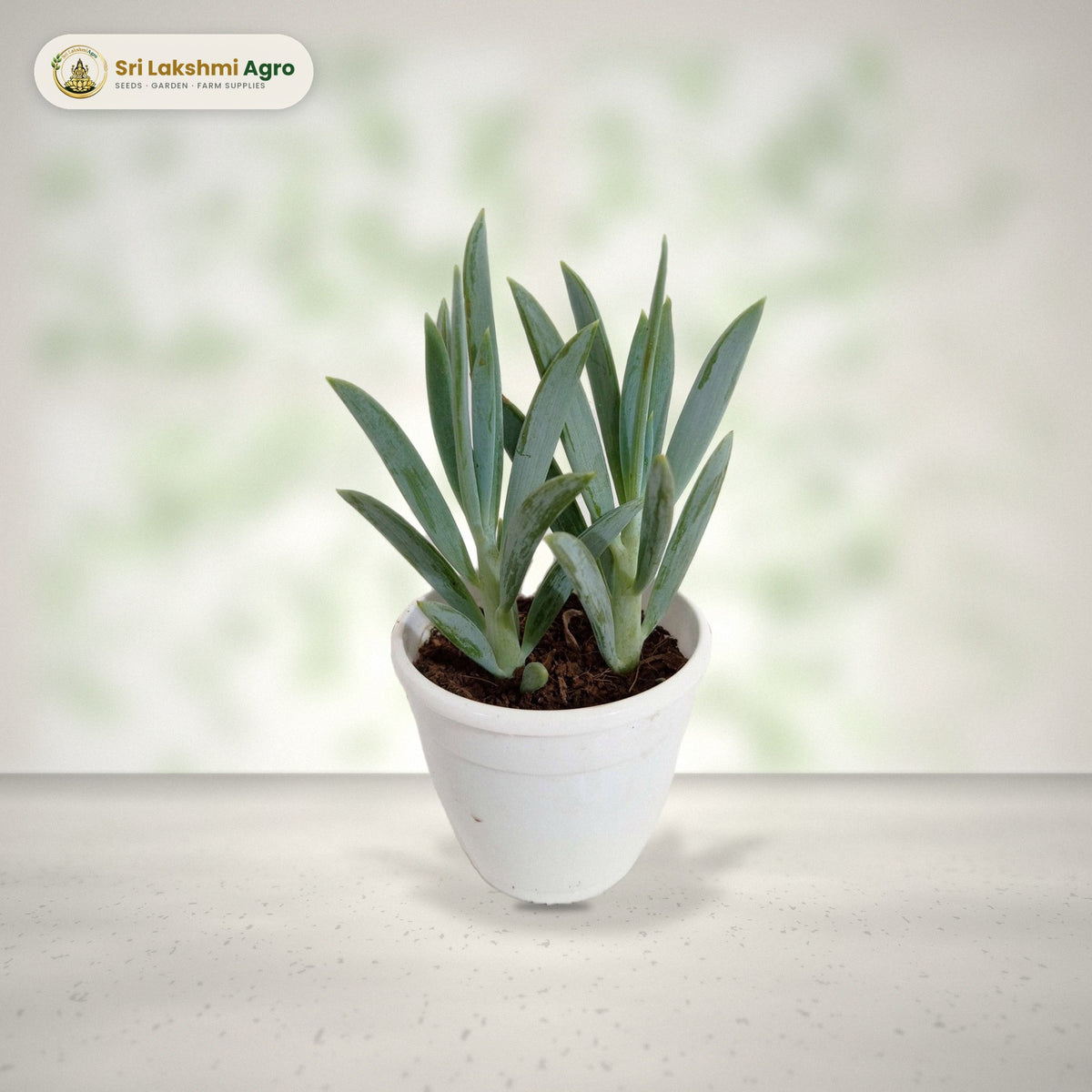 Senecio ficoides 'Mount Everest' (7 cm pot): real plant styled on a bright window sill