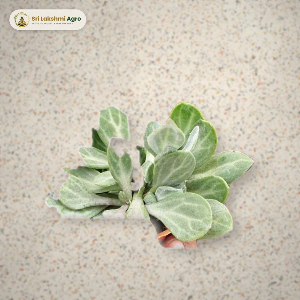 Senecio obovatus (Mini): real plant styled on a terrazzo floor