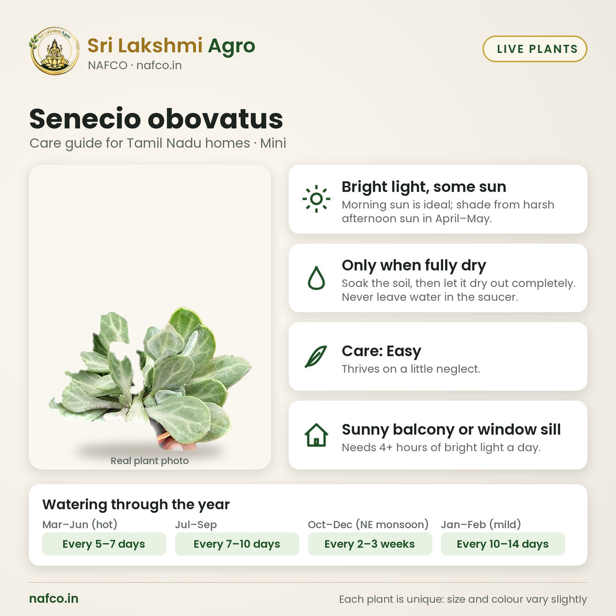 Senecio obovatus care guide: bright light, some sun; water only when fully dry; care easy; best spot sunny balcony or window sill