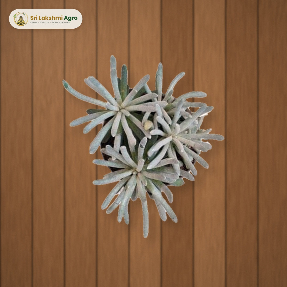 Senecio scaposus (Silver Coral) (12 cm pot): real plant styled on a wooden deck