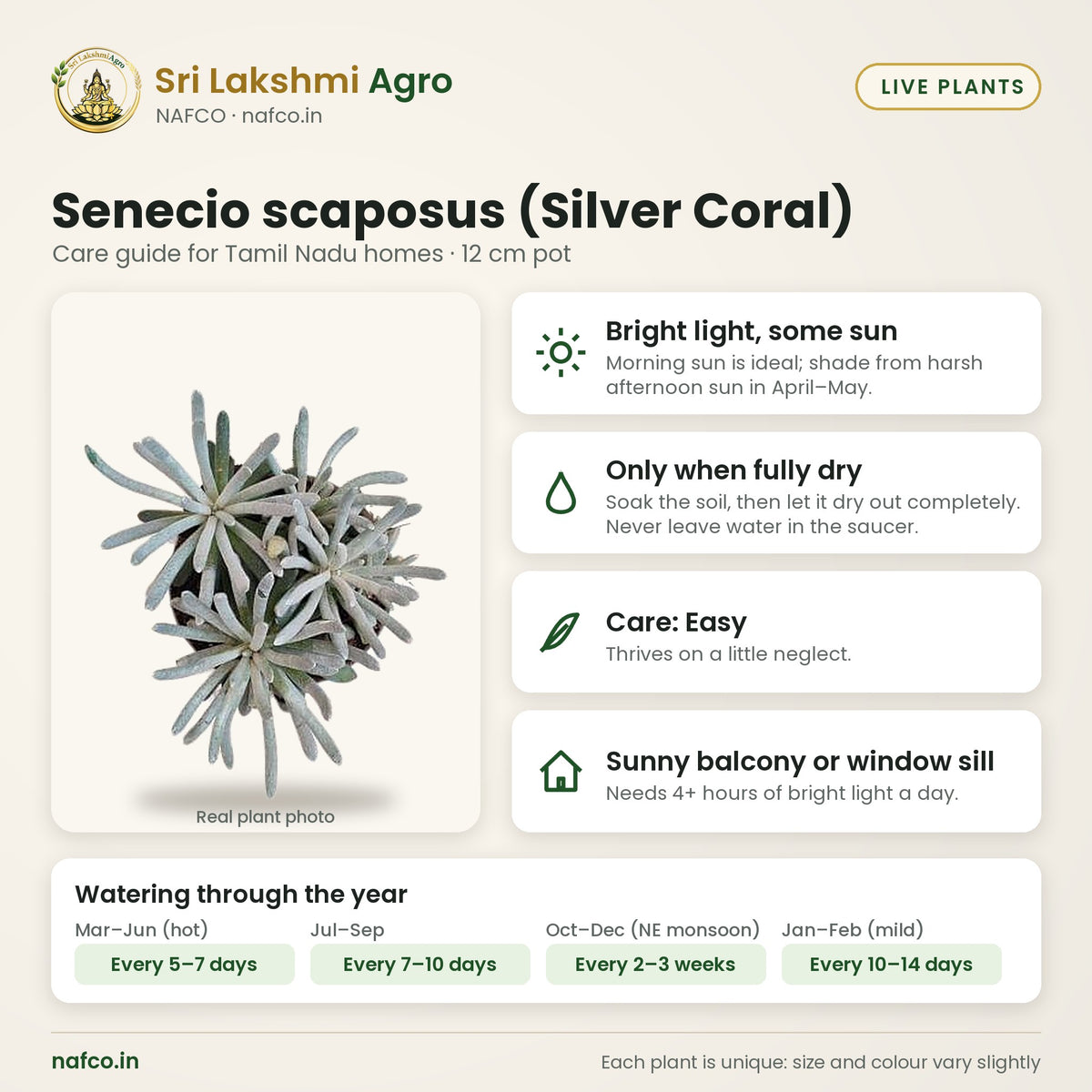 Senecio scaposus (Silver Coral) care guide: bright light, some sun; water only when fully dry; care easy; best spot sunny balcony or window sill