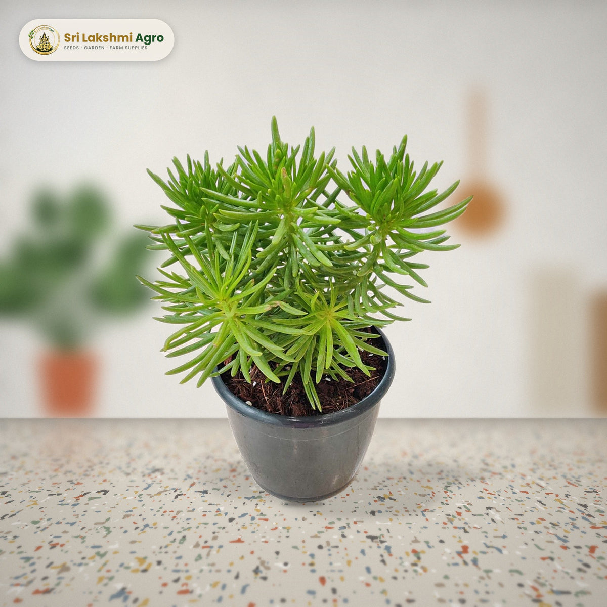Senecio talinoides (Blue Chalksticks) (12 cm pot): real plant styled on a terrazzo kitchen counter