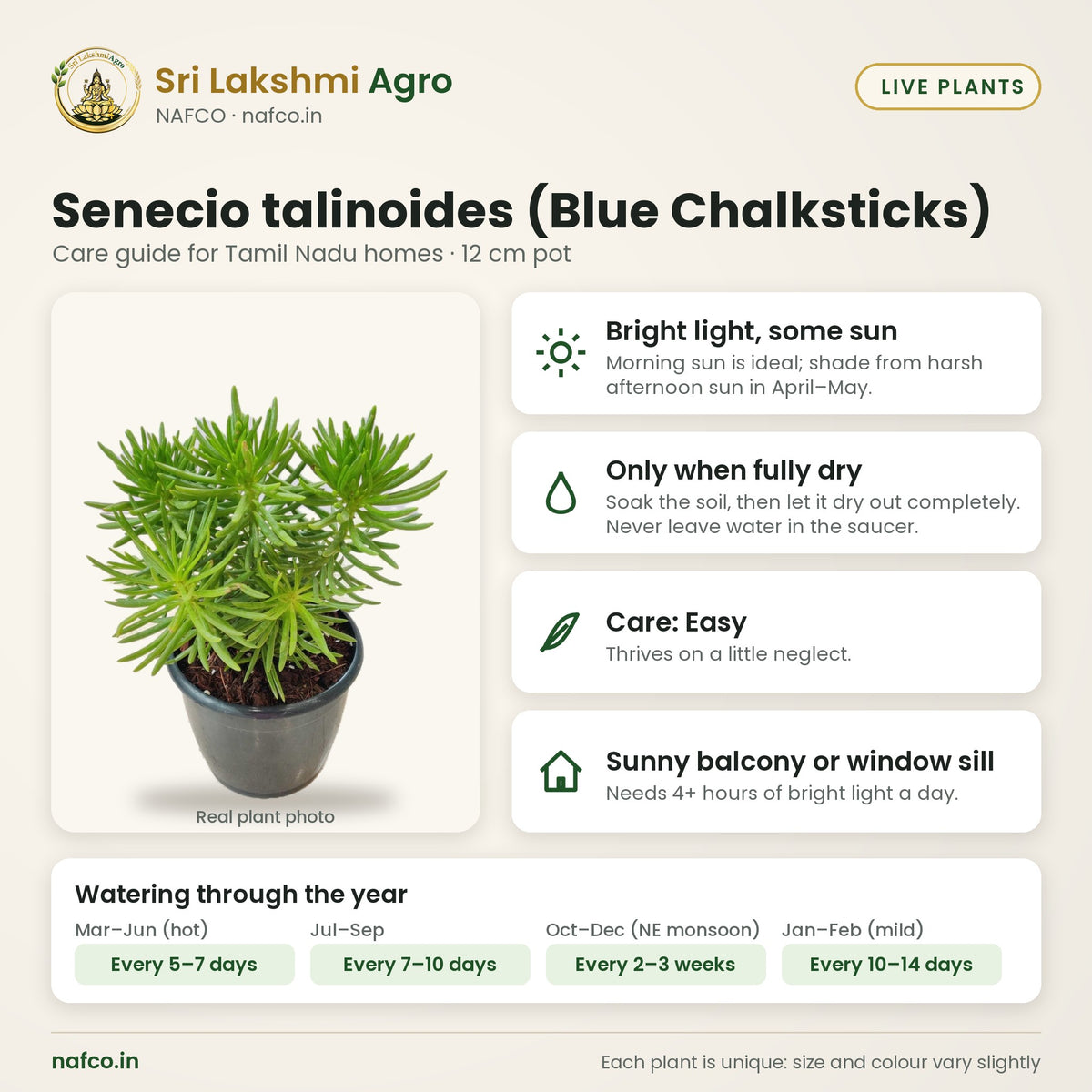 Senecio talinoides (Blue Chalksticks) care guide: bright light, some sun; water only when fully dry; care easy; best spot sunny balcony or window sill