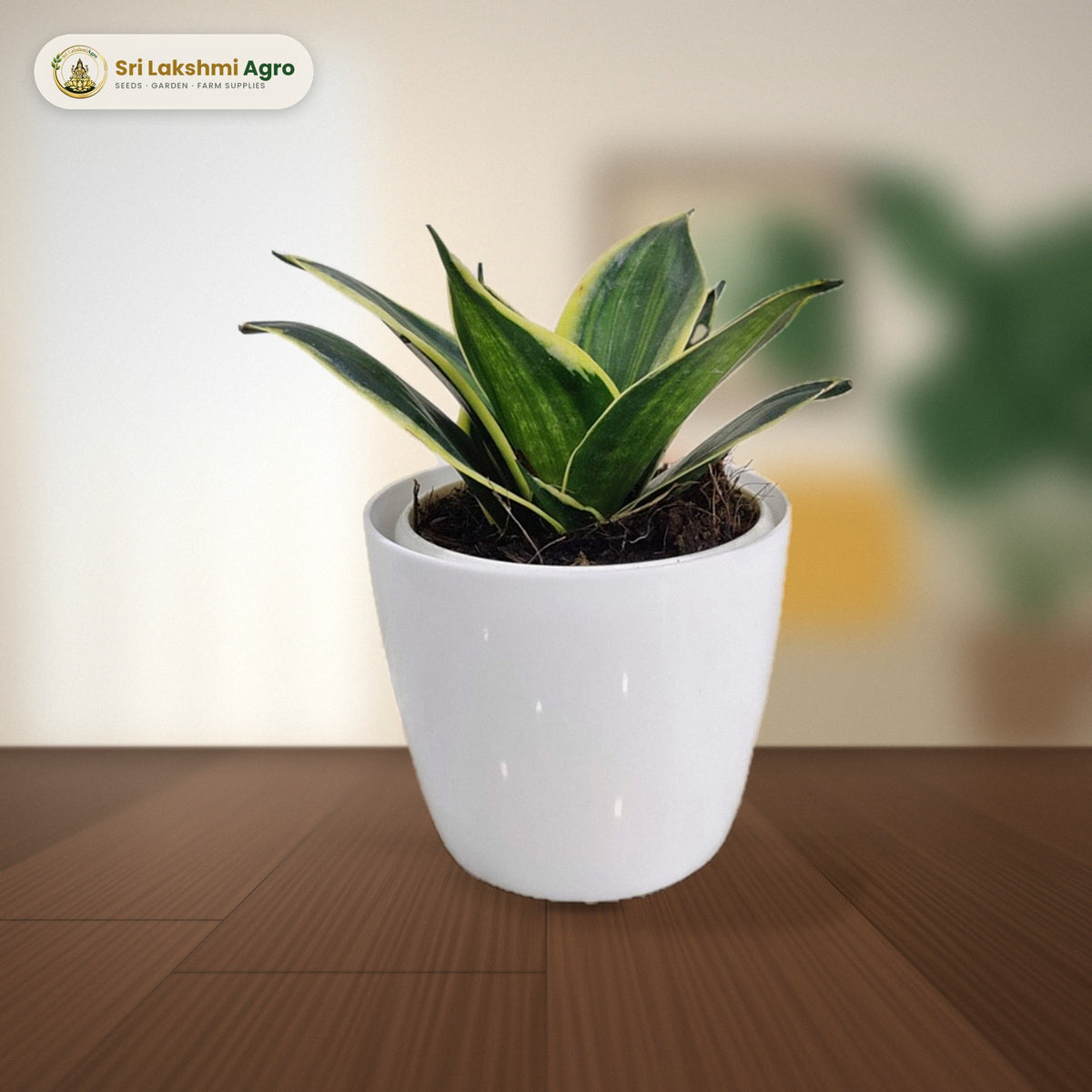 Snake Plant (Sansevieria) (Small): real plant styled on a living-room side table