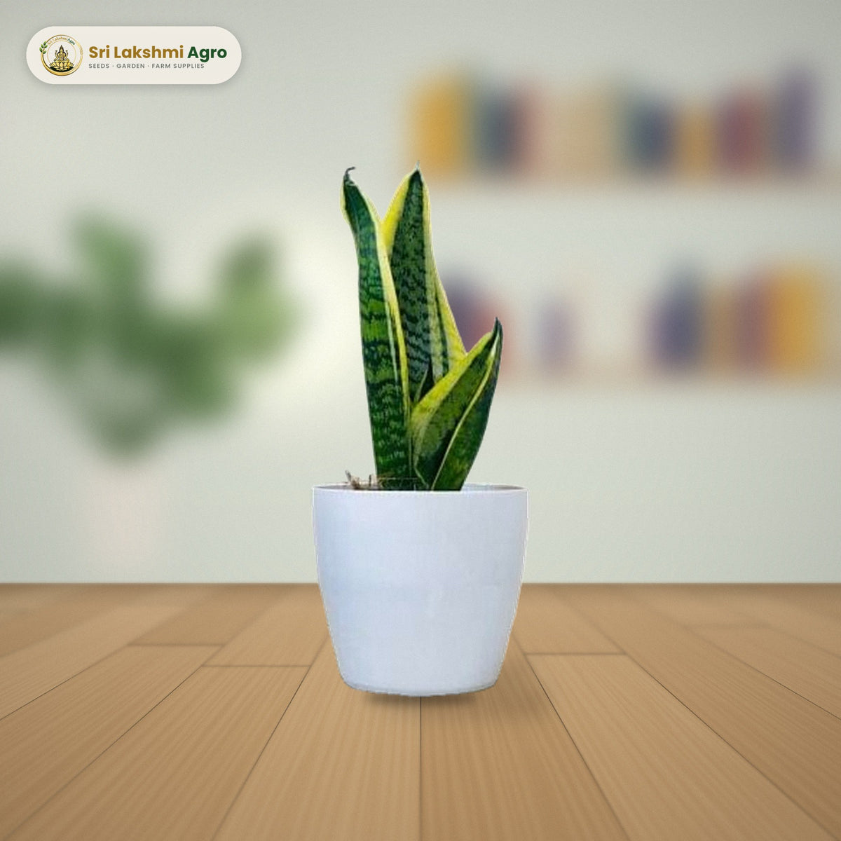 Snake Plant (Sansevieria) (Medium): real plant styled on a study desk