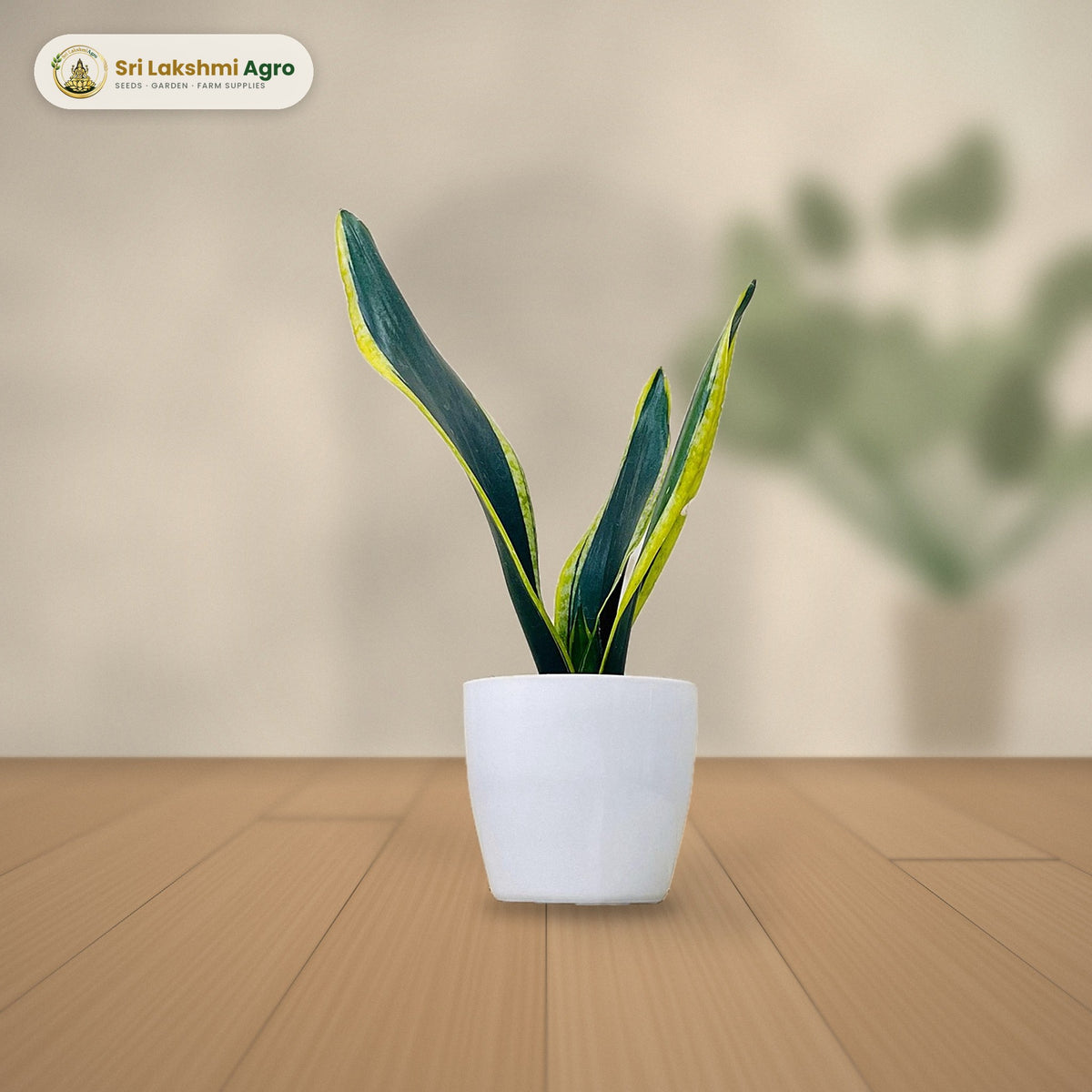 Snake Plant (Sansevieria) (Large): real plant styled on a console against a limewash wall