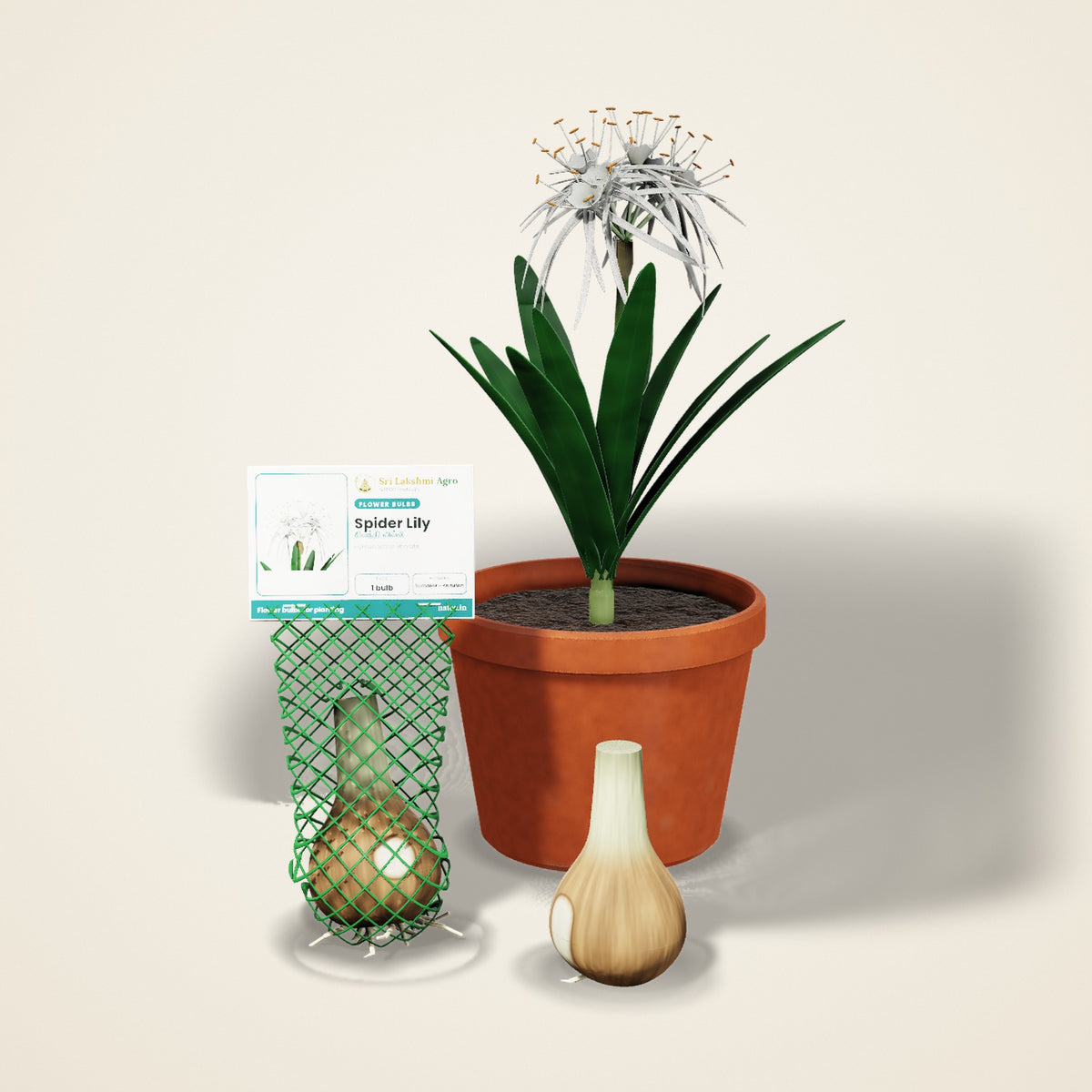 Spider Lily Bulb (Hymenocallis)