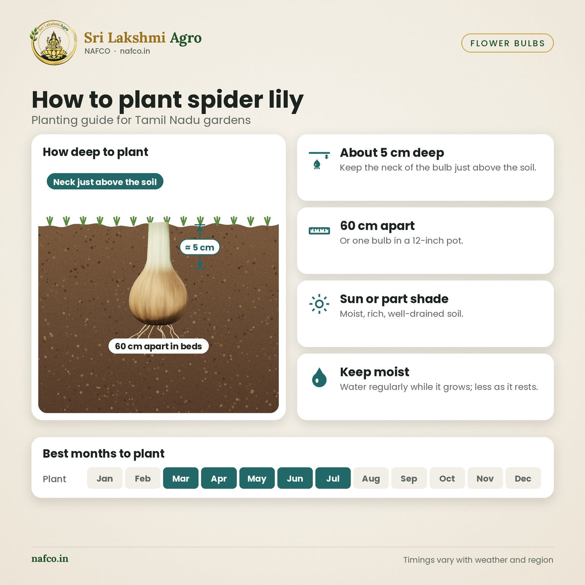 Spider Lily Bulb (Hymenocallis) – planting guide