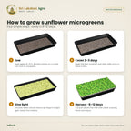 Sunflower Microgreen Seeds (Sooriyakanthi) – how to use