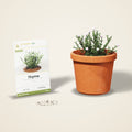 Thyme Seeds – Common Thyme