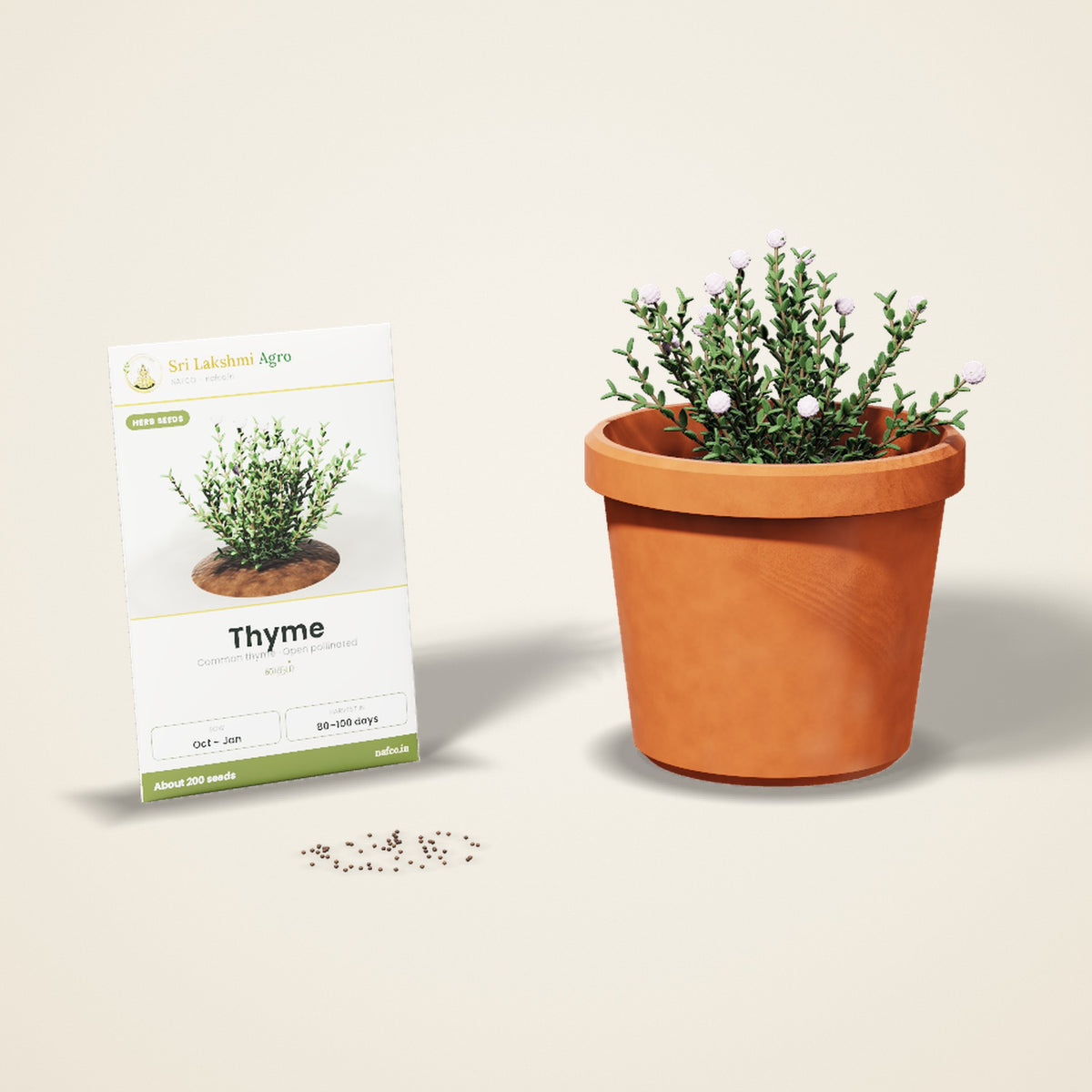 Thyme Seeds – Common Thyme