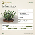 Thyme Seeds – Common Thyme – sowing guide