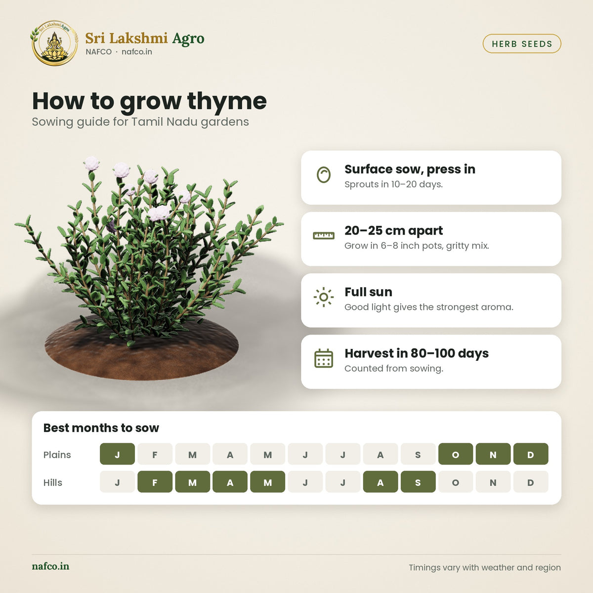 Thyme Seeds – Common Thyme – sowing guide