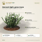 Thyme Seeds – Common Thyme – harvest guide