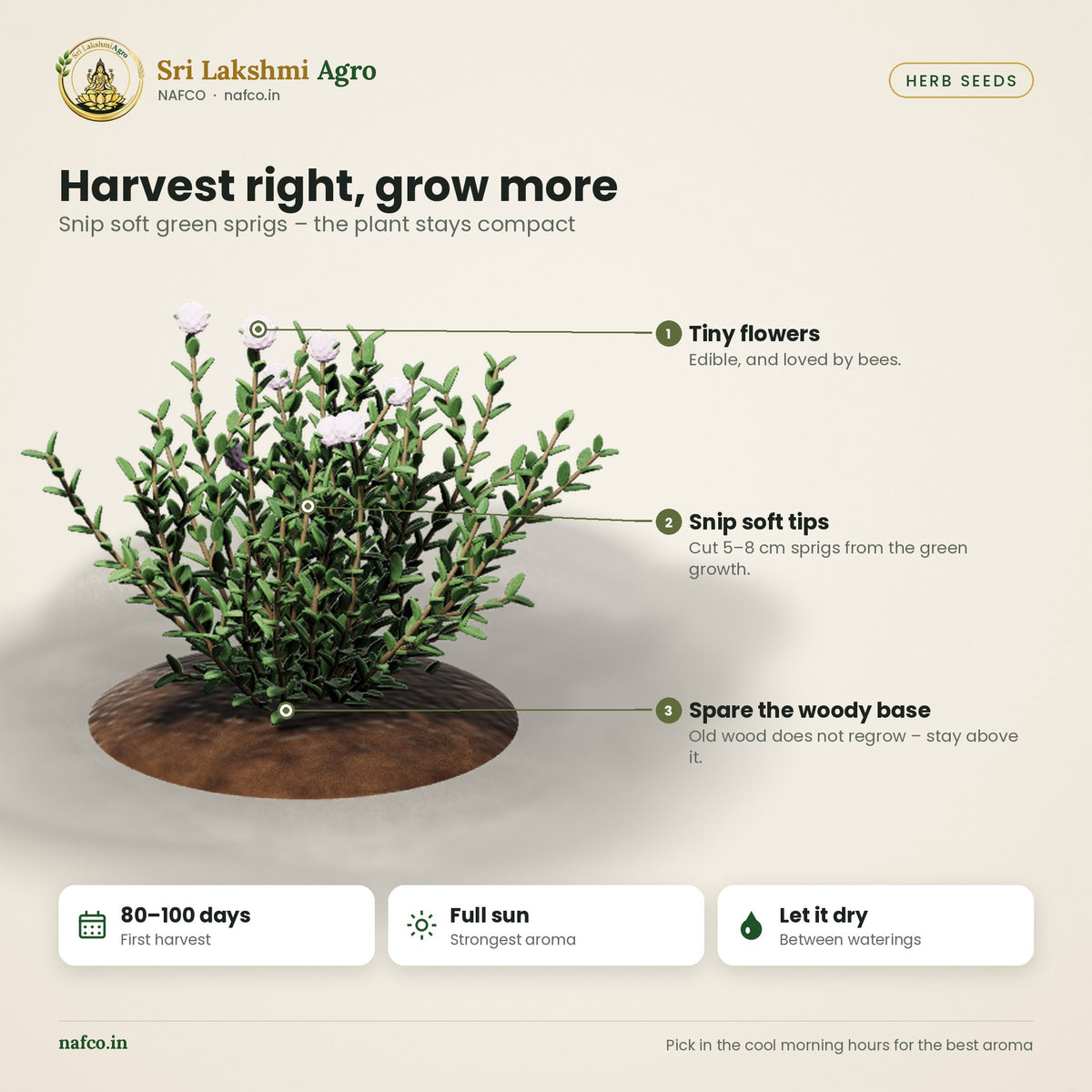 Thyme Seeds – Common Thyme – harvest guide