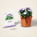 Torenia Seeds – Mixed Colours