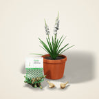 Tuberose (Sampangi) Bulbs – Single