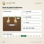 Tuberose (Sampangi) Bulbs – Single – planting guide