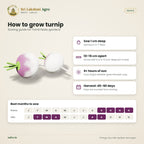 Turnip Seeds – Purple Top White Globe – sowing guide