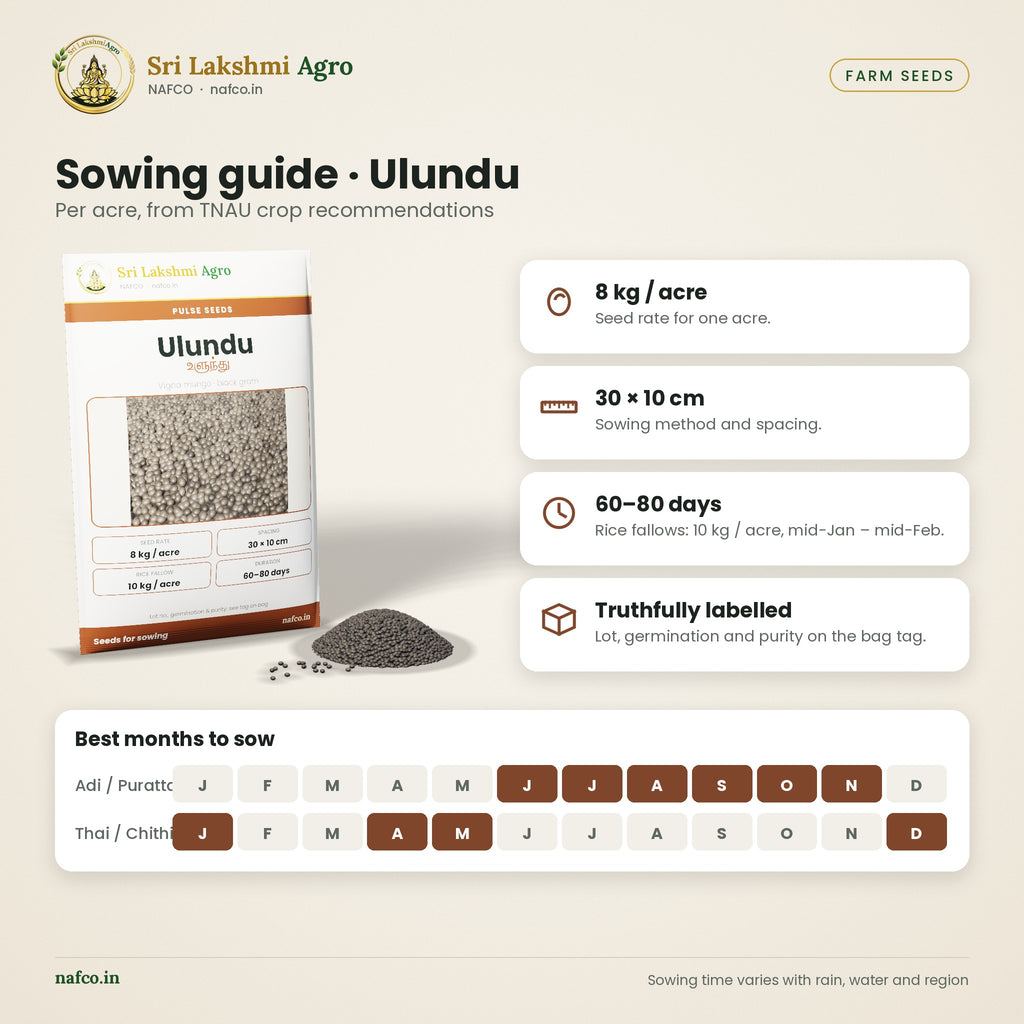 Ulundu (Black Gram) Seeds for Sowing – sowing guide