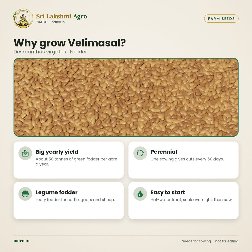 Velimasal (Hedge Lucerne) Fodder Seeds – benefits