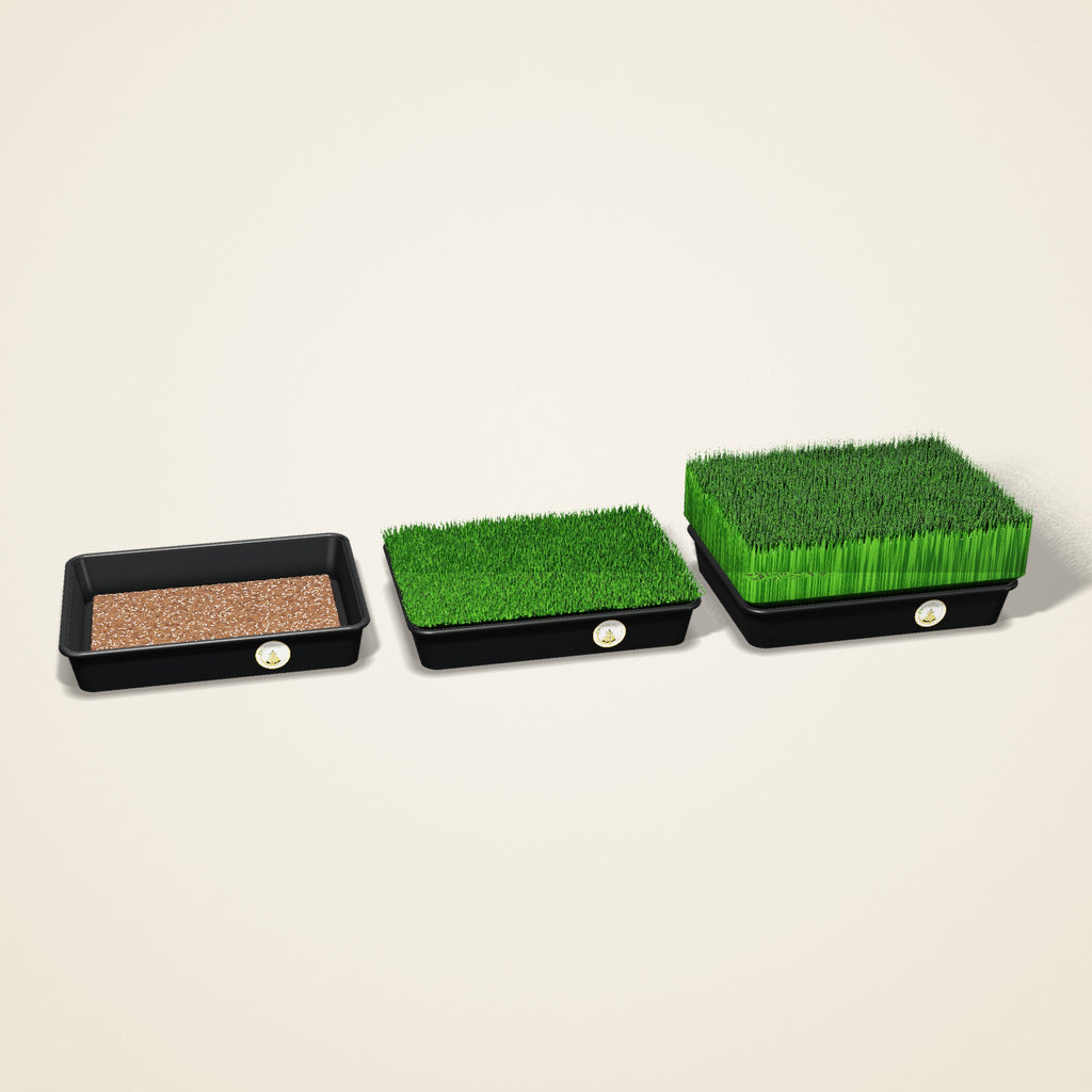 Wheatgrass Growing Tray – 12 × 9 inch (Set of 3)