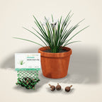 White Rain Lily Bulbs (Zephyranthes candida)