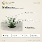 White Rain Lily Bulbs (Zephyranthes candida) – what to expect
