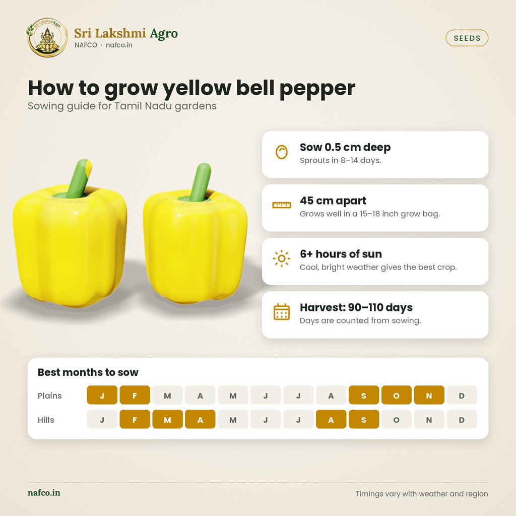 Yellow Bell Pepper Seeds – Golden California Wonder – sowing guide