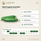 Zucchini Seeds – Dark Green – sowing guide